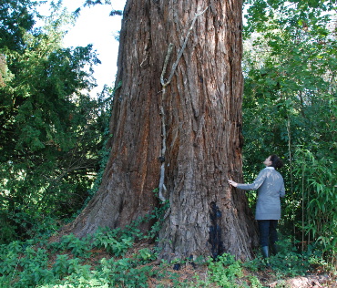 Sequoia-COL DROITE-370x316