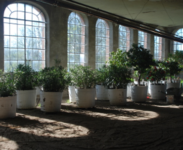 Orangerie jardin historique