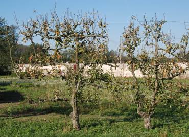 Fruitiers palissés