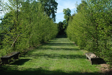 Plantation d'une charmille