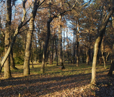 Gestion du sous-bois