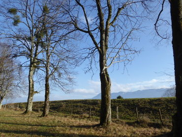 Avenue d'arrivée au château