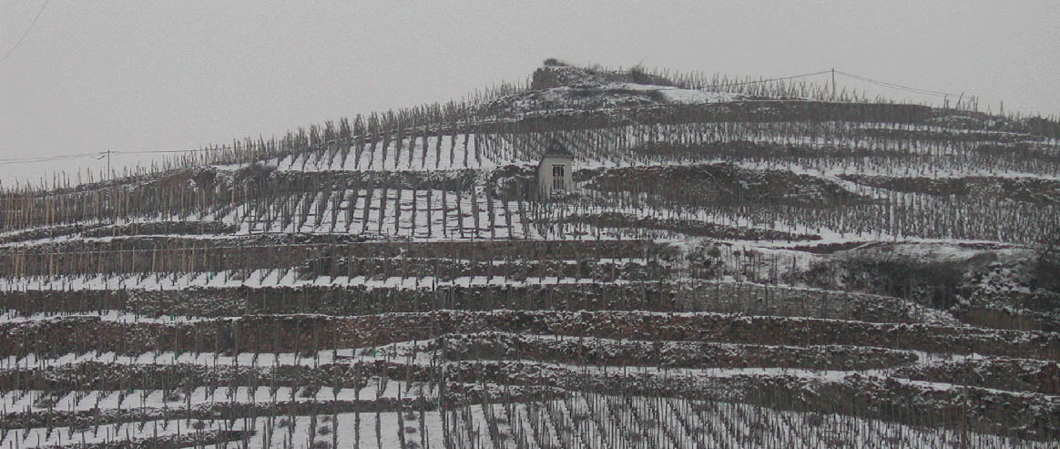 Vignoble des Côtes Roties