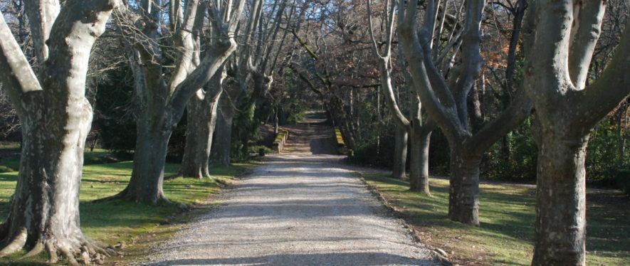 Alignement de platanes