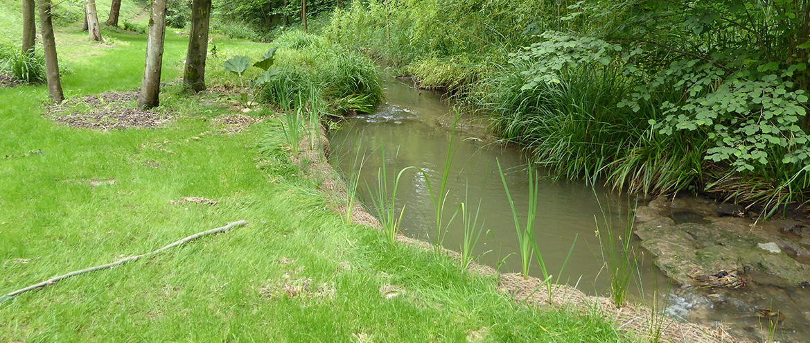 Végétalisation des berges